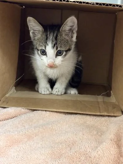 A baby small-sized male Domestic Short Hair cat named Walmart for adoption in Memphis, TN