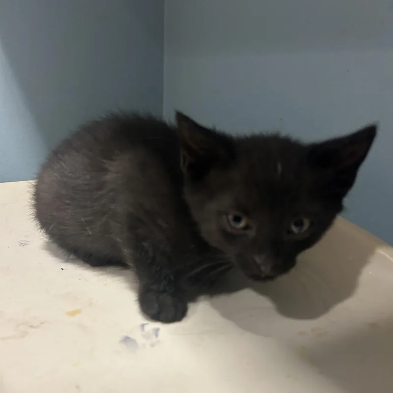 A baby small-sized male Black Domestic Long Hair cat named Bike for adoption in Chattanooga, TN