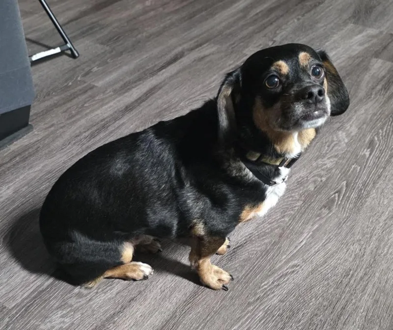 A senior medium-sized male Dachshund dog named Owen for adoption in McKinney, TX