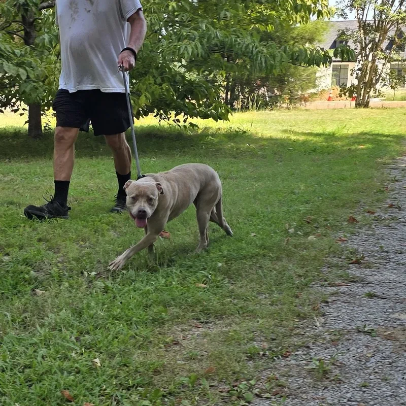 A young medium-sized female Apricot / Beige Pit Bull Terrier dog named Tribeca for adoption in Arlington, TN