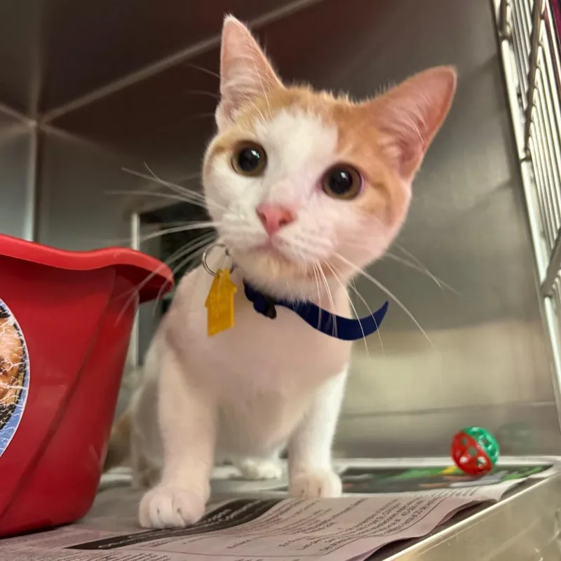 A young medium-sized female White Domestic Short Hair cat named Piper for adoption in Springfield, MA