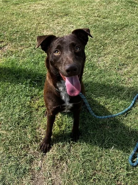 A young large-sized female Labrador Retriever dog named Lee Ann for adoption in Corpus Christi, TX