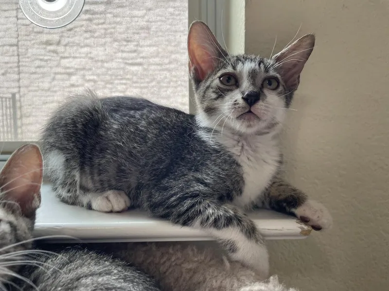 A baby small-sized male Black & White / Tuxedo American Shorthair cat named Juicy Love Dion for adoption in Austin, TX