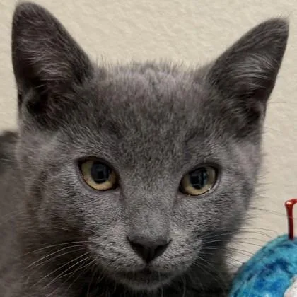A baby medium-sized male Domestic Short Hair cat named Athos for adoption in Pleasanton, CA