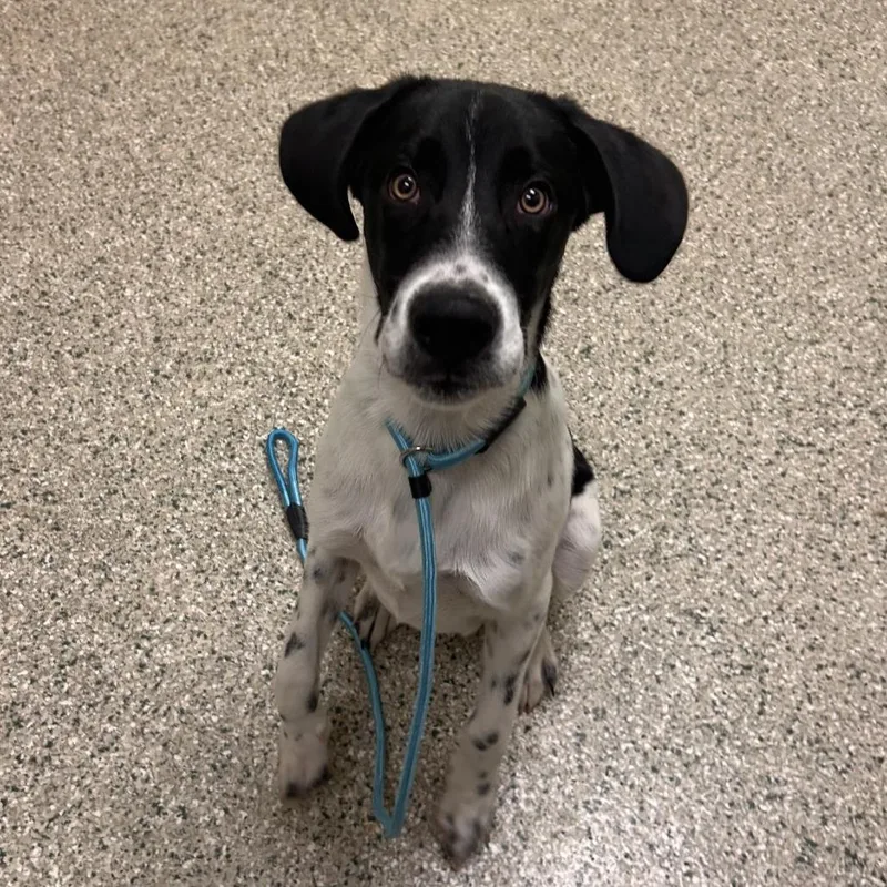 A young medium-sized male Hound dog named Edmund for adoption in Cedar Rapids, IA