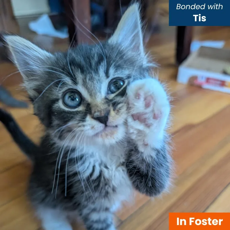 A baby small-sized male Brown / Chocolate Domestic Medium Hair cat named Willow for adoption in Baltimore, MD