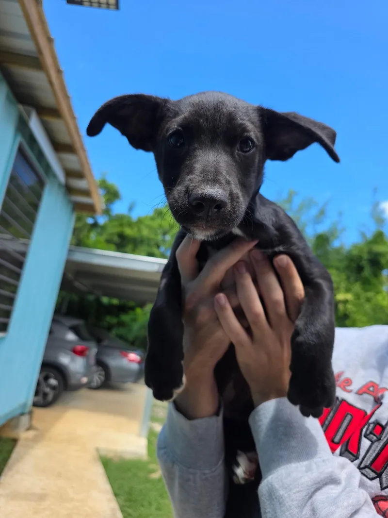 A baby medium-sized female Black Labrador Retriever dog named Millie  The Cuddle for adoption in Carolina, PR