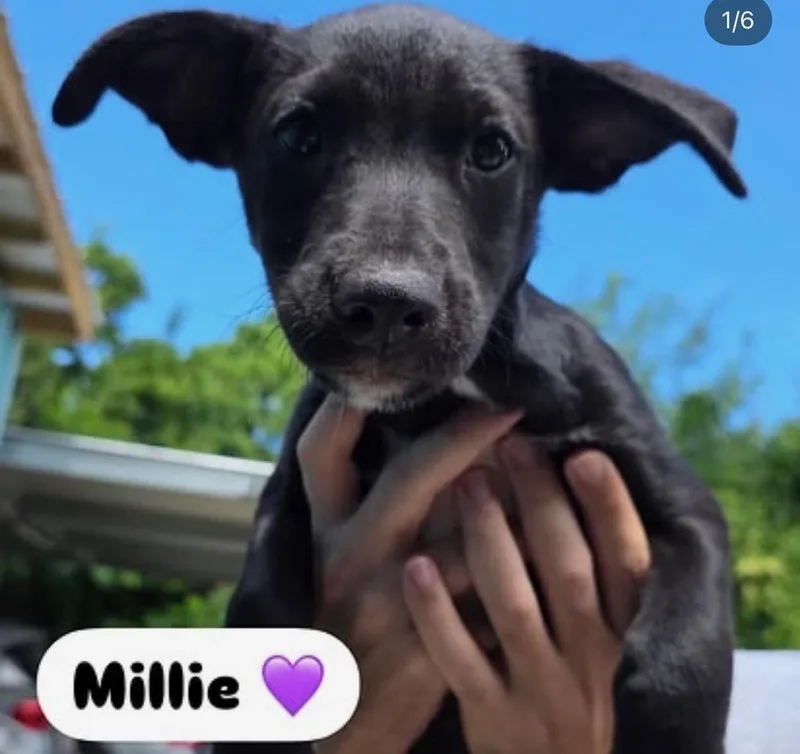 Millie  The Cuddle thumbnail 5