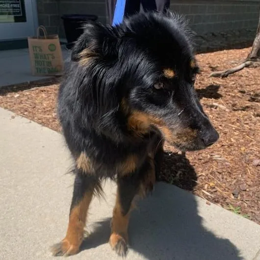 An adult medium-sized female Black Mixed Breed dog named Aster for adoption in Asheville, NC
