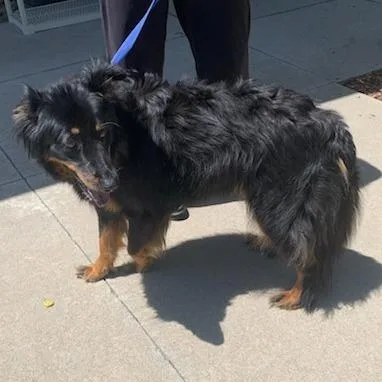 Aster thumbnail 4