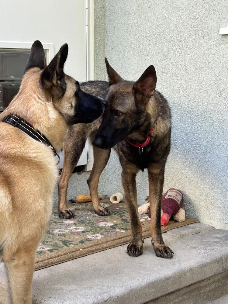 A young medium-sized male Belgian Shepherd / Malinois dog named Rory for adoption in Fulton, CA