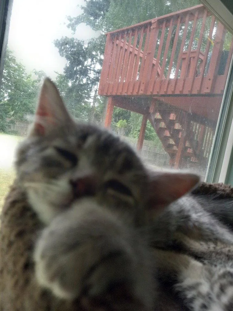 A baby medium-sized female Domestic Short Hair cat named Button for adoption in Battle Ground, WA