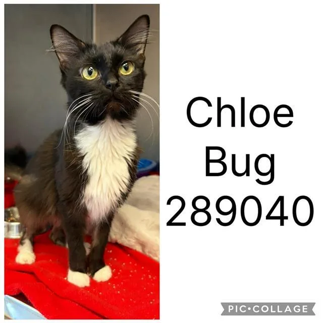 A young medium-sized female Domestic Short Hair cat named Chloe Bug for adoption in Macon, GA
