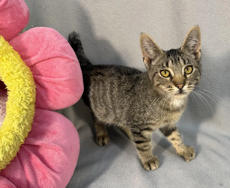 A baby medium-sized male Tabby (Brown / Chocolate) Tabby cat named Dobby for adoption in Minneapolis, MN