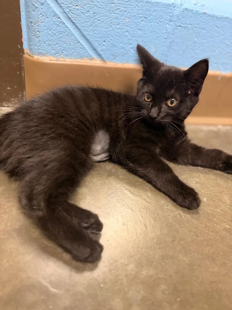 A baby medium-sized female Domestic Short Hair cat named Ube for adoption in Wintersville, OH