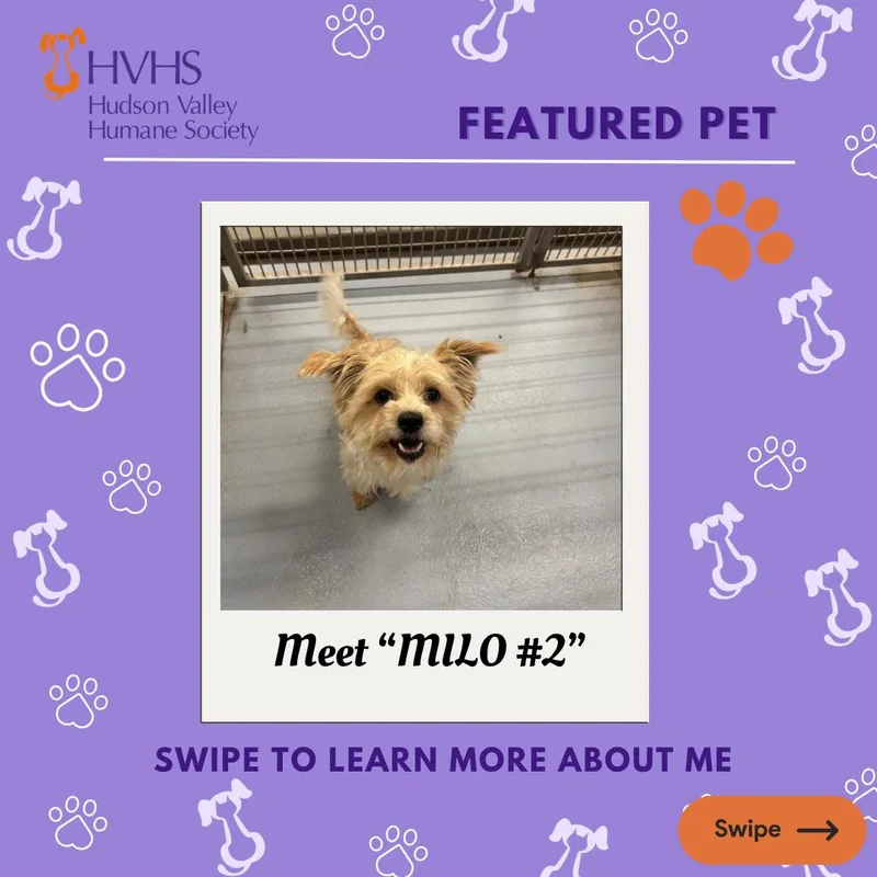 Milo thumbnail 2