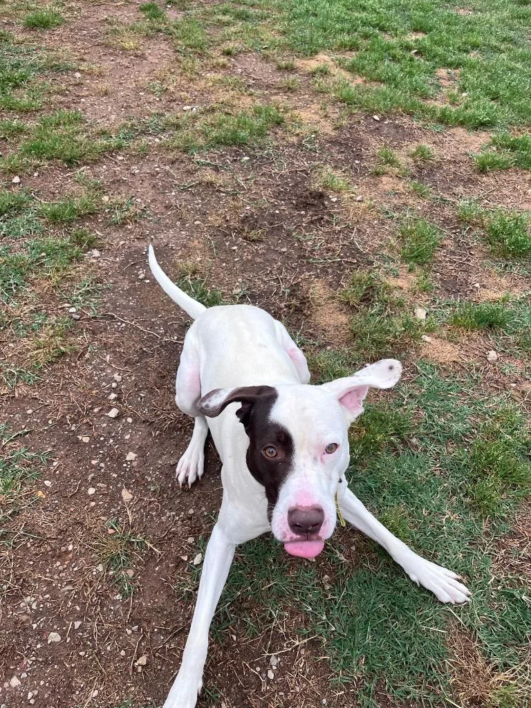 A young medium-sized male English Pointer dog named Dexter for adoption in Clarksville, TN