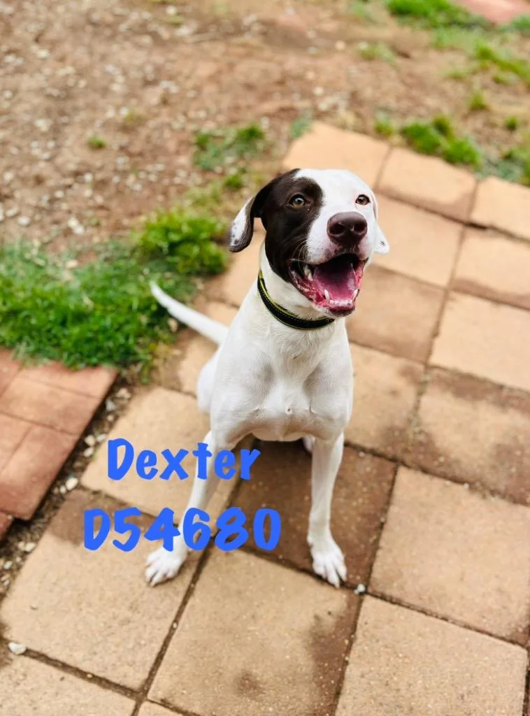 Dexter thumbnail 2