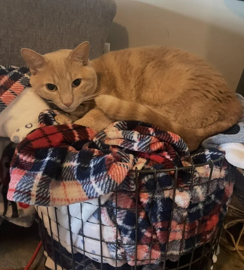 Nugget & Puck thumbnail 2