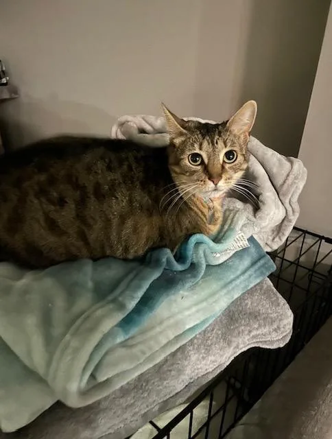 Nugget & Puck thumbnail 3