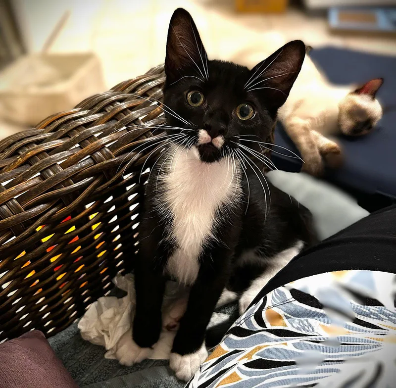 A baby medium-sized male Tuxedo cat named Rocket for adoption in Fort Myers, FL