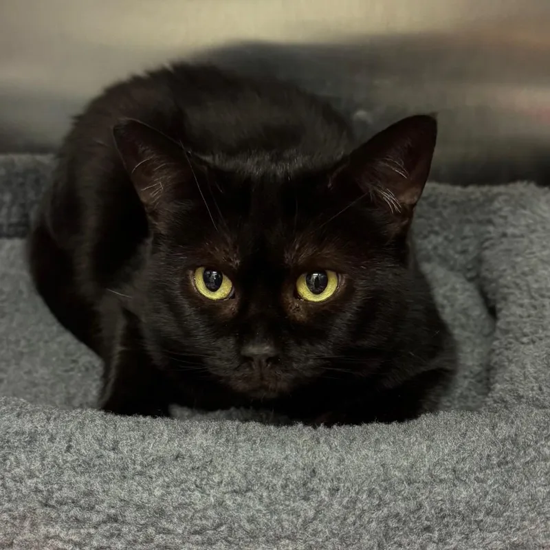 An adult medium-sized female Black Domestic Short Hair cat named Kiki for adoption in Los Angeles, CA