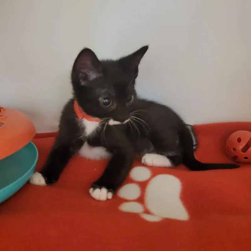 Meeko