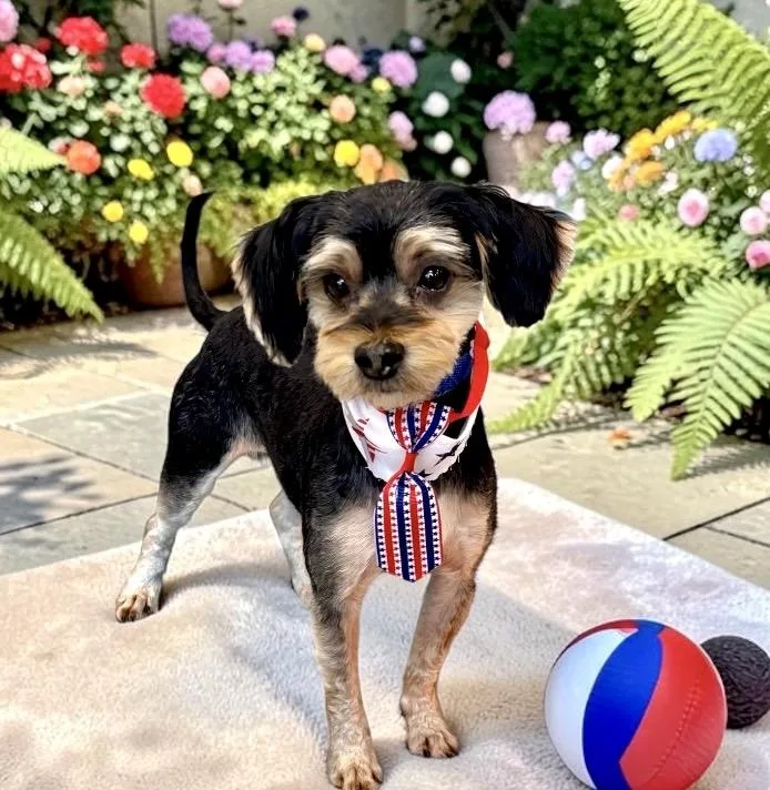 An adult small-sized male Bicolor Yorkshire Terrier dog named Marley for adoption in Perry, IA