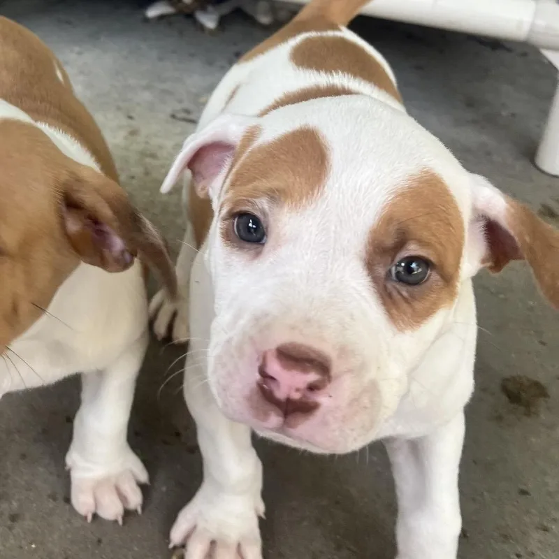 A baby small-sized male White / Cream Mixed Breed dog named Gordo for adoption in East Hanover, NJ