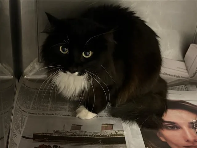 An adult medium-sized male Domestic Medium Hair cat named Figaro for adoption in Chatsworth, CA