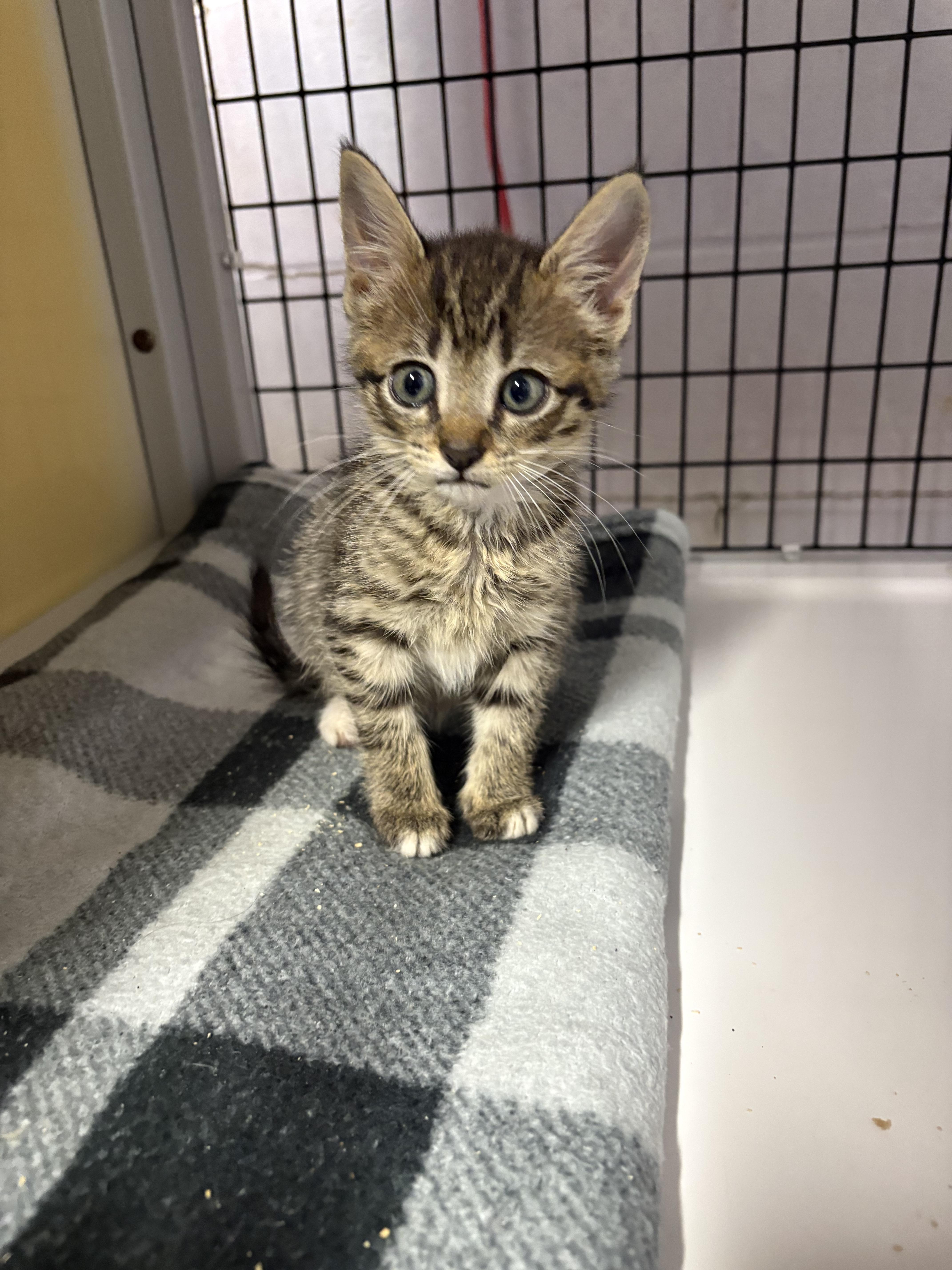 A baby medium-sized female Tabby (Gray / Blue / Silver) Domestic Short Hair cat named Jolene for adoption in Monticello, GA