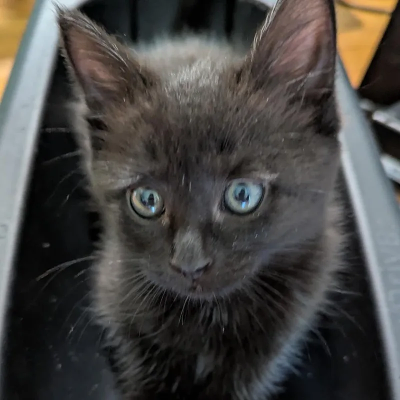 A baby small-sized male Black Domestic Short Hair cat named Binks for adoption in North Branford, CT
