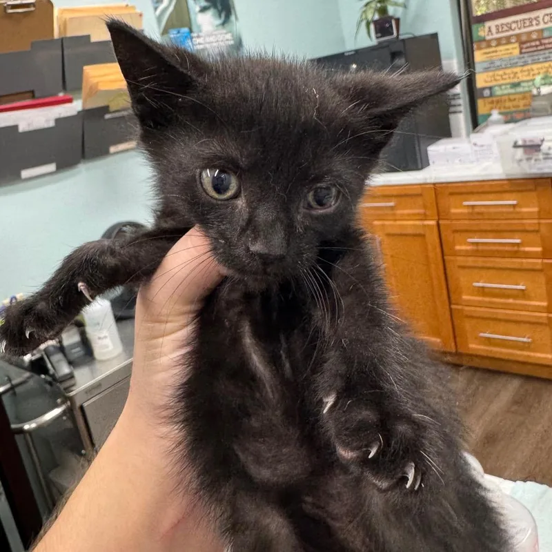 A baby small-sized male Black Domestic Short Hair cat named Cole for adoption in Hamburg, NY