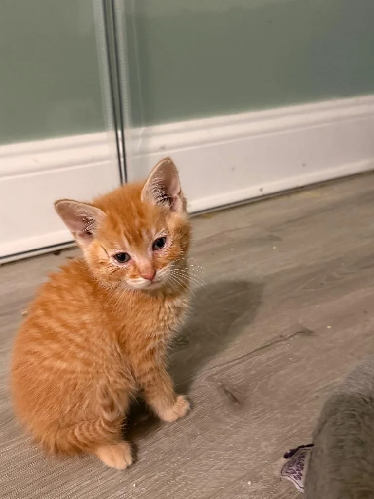 A baby small-sized male Domestic Medium Hair cat named Essex for adoption in Newnan, GA