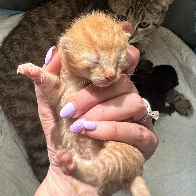 A baby small-sized male Orange / Red Domestic Short Hair cat named Doordash for adoption in Gloucester, VA