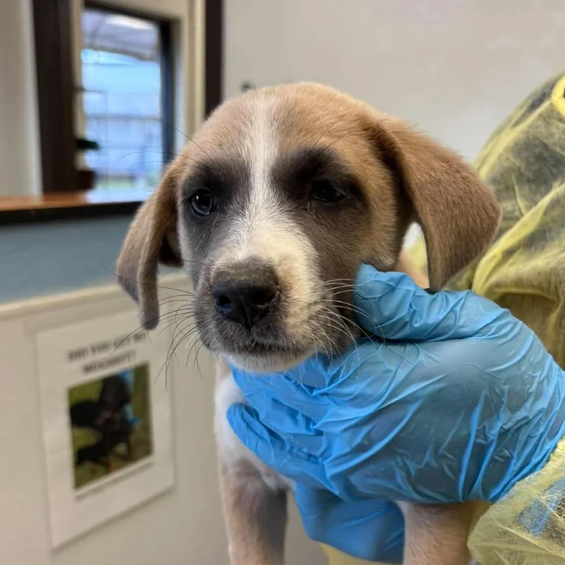 A baby small-sized female Yellow / Tan / Blond / Fawn Anatolian Shepherd dog named Poppy for adoption in Bastrop, TX