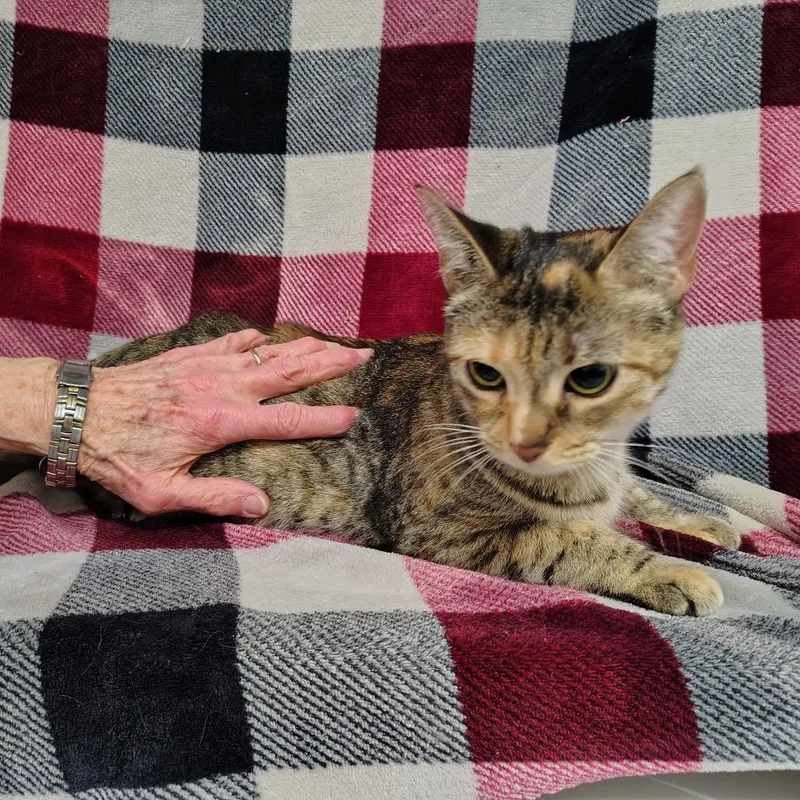 An adult medium-sized female Torbie Domestic Short Hair cat named Nova for adoption in Coos Bay, OR