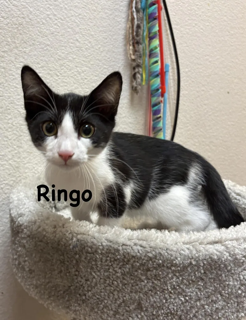 A young medium-sized male Black Domestic Short Hair cat named Ringo for adoption in Phoenix, AZ