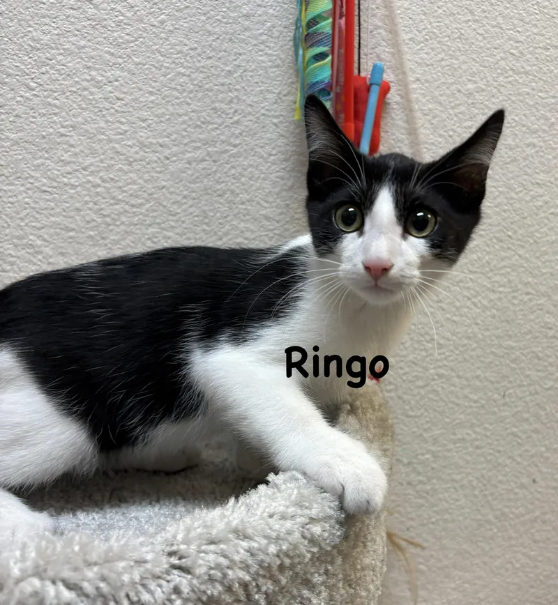Ringo thumbnail 2