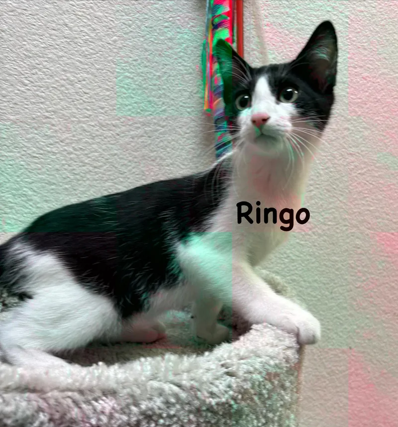 Ringo thumbnail 3