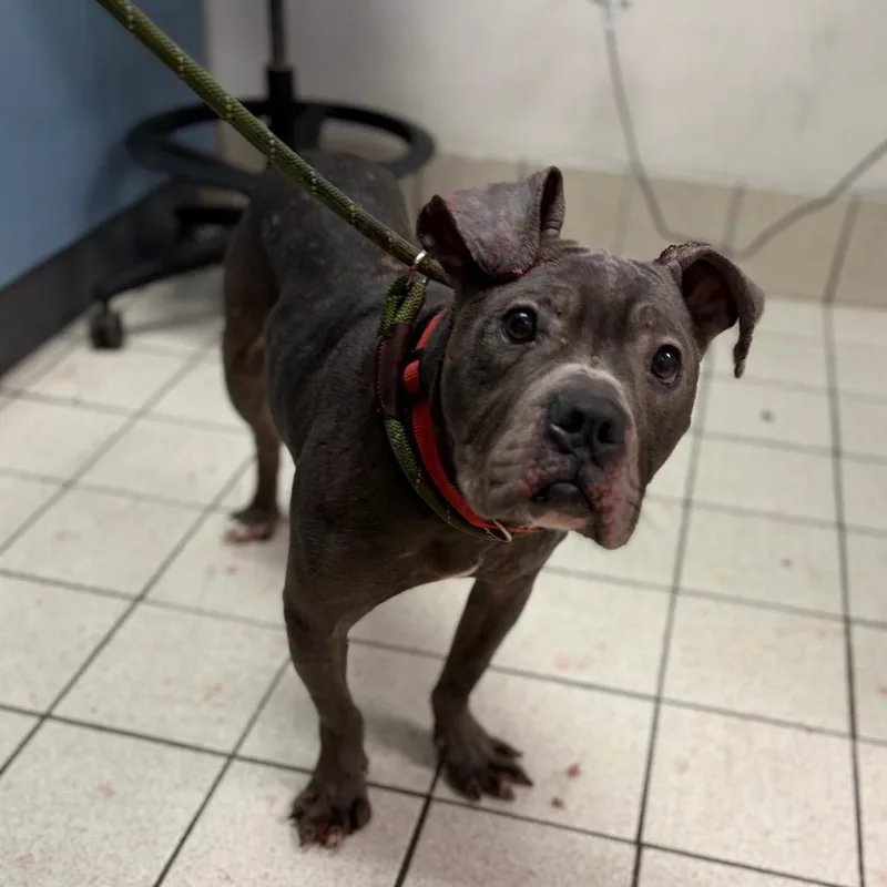 An adult medium-sized male Gray / Blue / Silver Mixed Breed dog named Gremlin for adoption in Charleston, WV