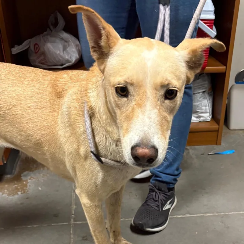 An adult large-sized female White / Cream Mixed Breed dog named Chevla for adoption in Yuma, AZ