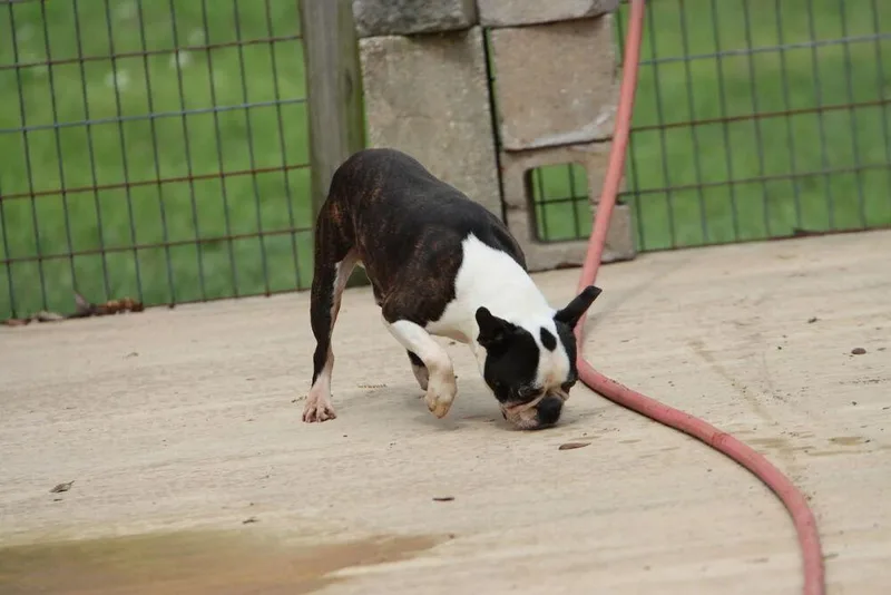 Ld For Little Dean thumbnail 2