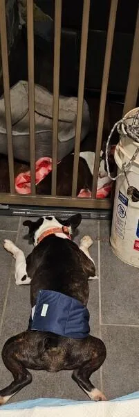 Ld For Little Dean thumbnail 3