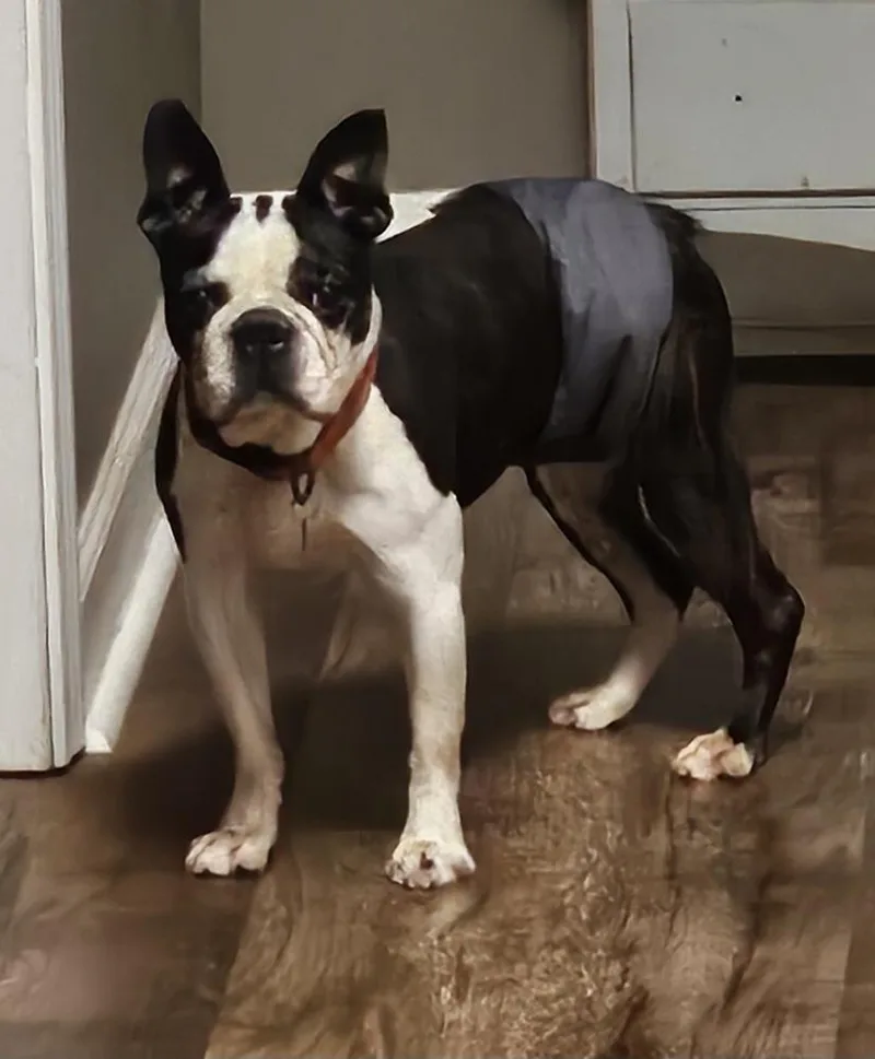 Ld For Little Dean thumbnail 4