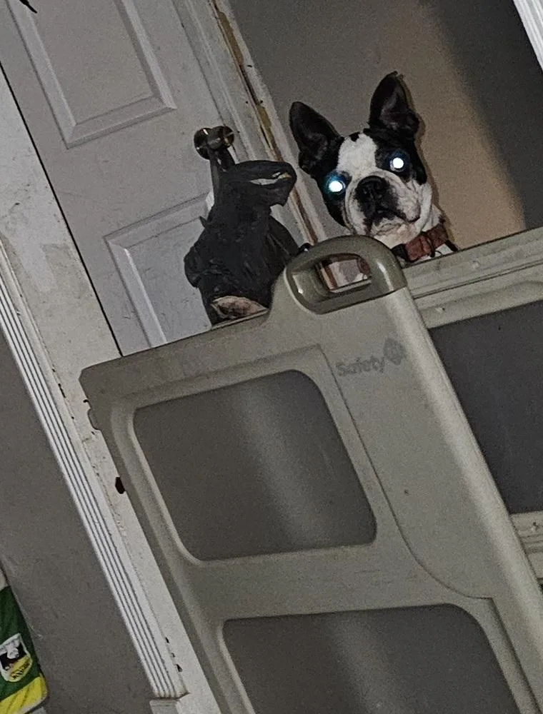 Ld For Little Dean thumbnail 6