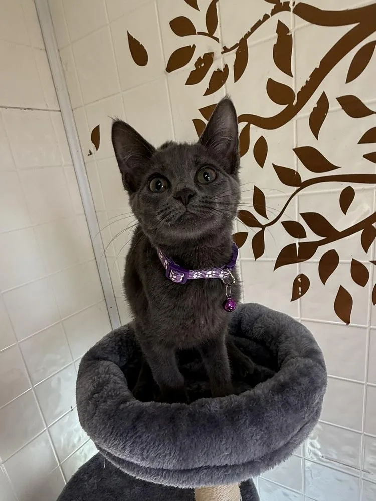 A baby small-sized female Gray / Blue / Silver Domestic Short Hair cat named Ash for adoption in Osgood, IN