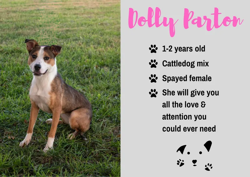A young medium-sized female Tricolor (Brown, Black, & White) Australian Shepherd dog named Dolly Parton for adoption in Junction City, KS