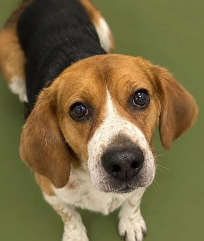 An adult medium-sized male Beagle dog named Hunter for adoption in Cumming, GA