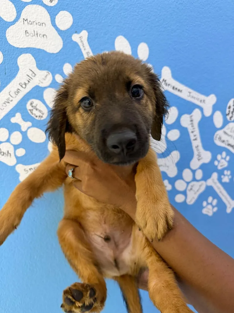 A baby medium-sized male Red / Chestnut / Orange Mixed Breed dog named Hurley for adoption in Richmond, VA